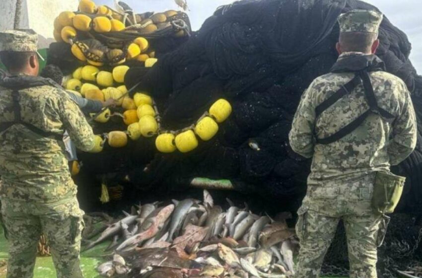  Incautan más de 4 mil toneladas de pesca ilegal en 18 estados