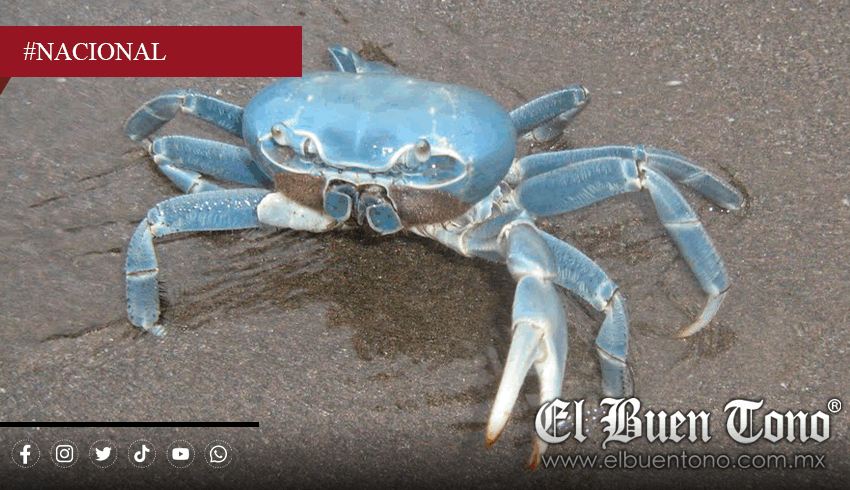  Se desploma población de cangrejo azul en la Riviera Veracruzana por saqueo y … – El Buen Tono