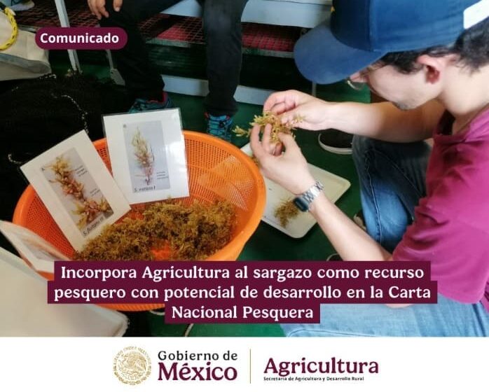 Gestión sostenible: México clasifica a Sargassum como un recurso pesquero con potencial …