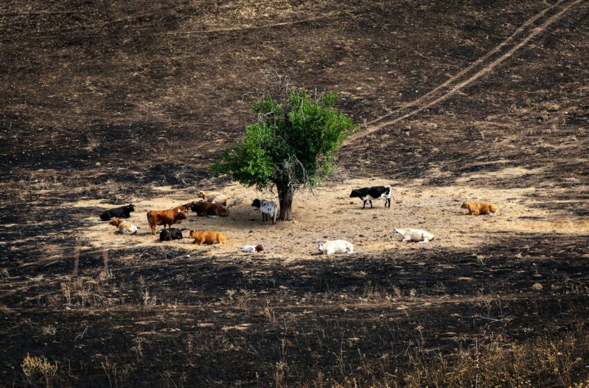  Los incendios revelan la falta de protocolos de emergencia para animales – EL PAÍS