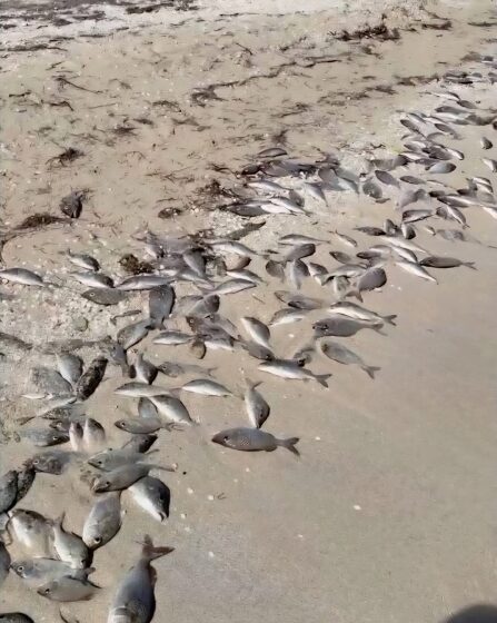 Veda en Yucatán ante marea roja causa disgusto; pescadores ven pérdidas