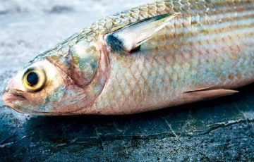 Inician en septiembre periodos de veda y aprovechamiento de pesca – Quadratín