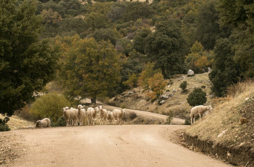Los desafíos del medio rural ante el cambio climático: reformular el turismo, energía verde y …