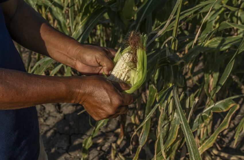  Cuando el calor sube a la mesa, el clima detrás del precio de la comida – El Financiero