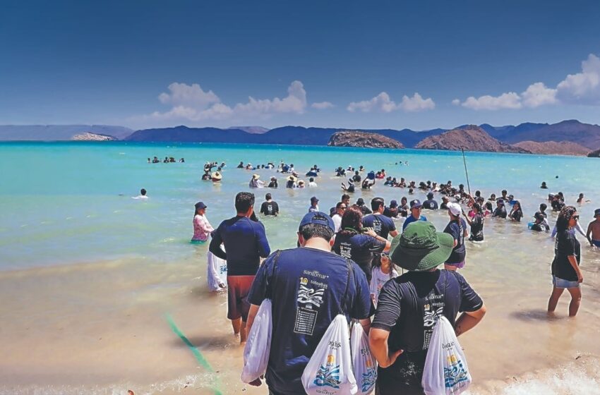 Buscan preservar la Totoaba – El Universal