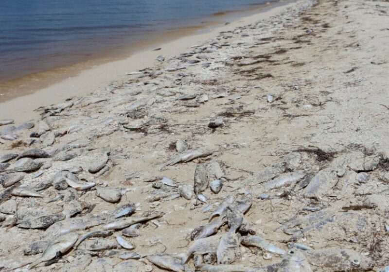  Alertan por Marea Roja en Yucatán; suspenden pesca y emiten recomendaciones