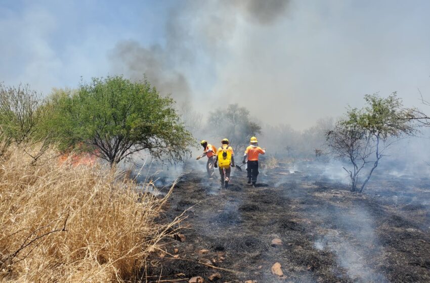 Disminuyen incendios forestales en Sonora: Protección Civil