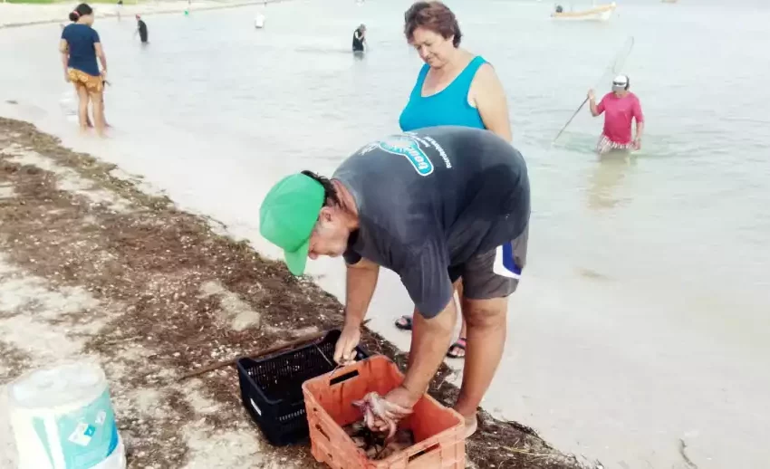 La pesca de pulpo se reactiva en Yucatán ante el retroceso de la marea roja
