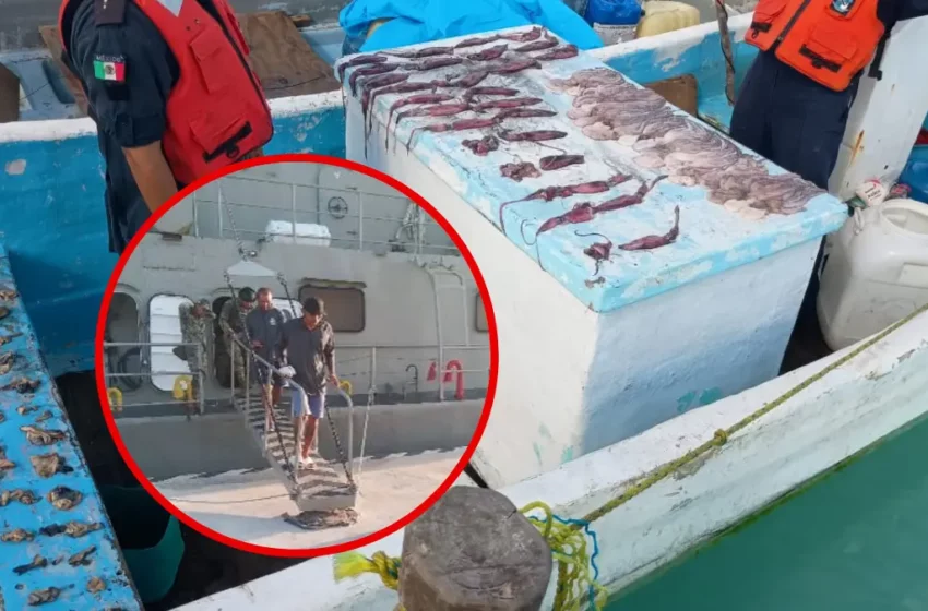 Marina detiene a 2 hombres por pesca ilegal de pulpo y calamar en Yucatán – POSTA