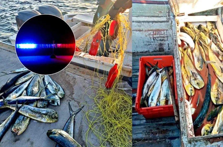Pesca ilegal en BCS: autoridades incautan 400 kg de dorado y embarcación en operativo