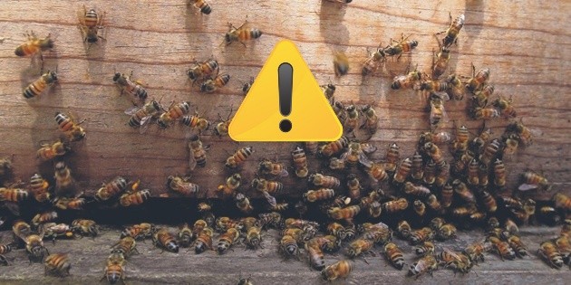 Estos factores ponen en riesgo la presencia de abejas en México