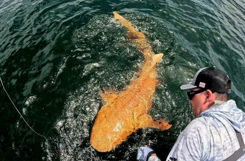  Capturan a extraño tiburón naranja en Costa Rica – El Heraldo de México
