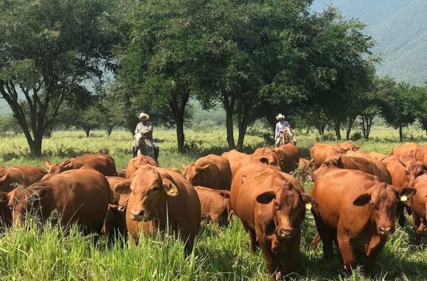  Tamaulipas se afianza como líder nacional en crecimiento de actividades primarias