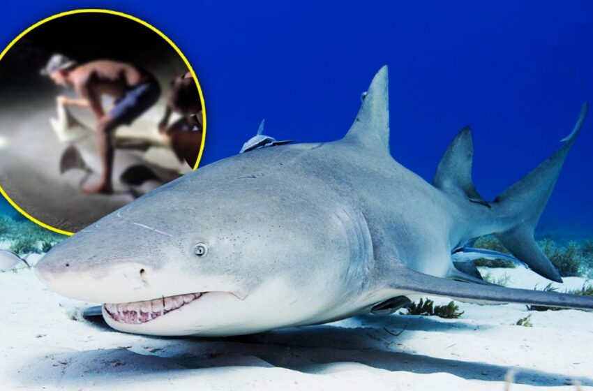 VIDEO | Hombre es mordido por un tiburón al intentar tomarse una foto en Florida
