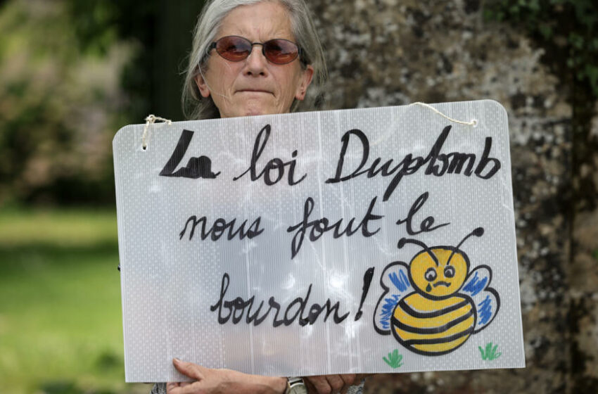  El Consejo constitucional de Francia rechaza la reintroducción de un pesticida que mata abejas