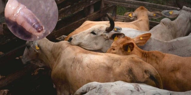 Así se alimenta el gusano barrenador de la carne viva de los mamíferos