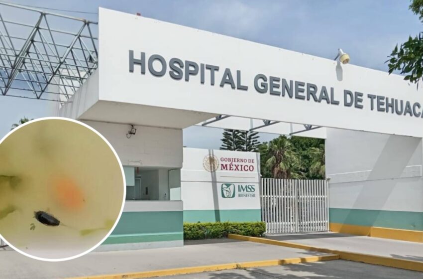  Investigan a Hospital del IMSS en Puebla por Presunta Plaga de Cucarachas y Alimentos …