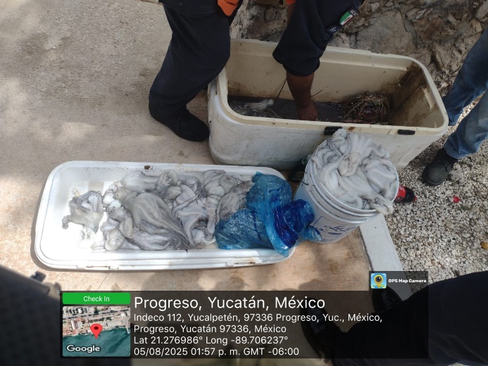  Detenidos por pesca ilegal en aguas de Yucatán