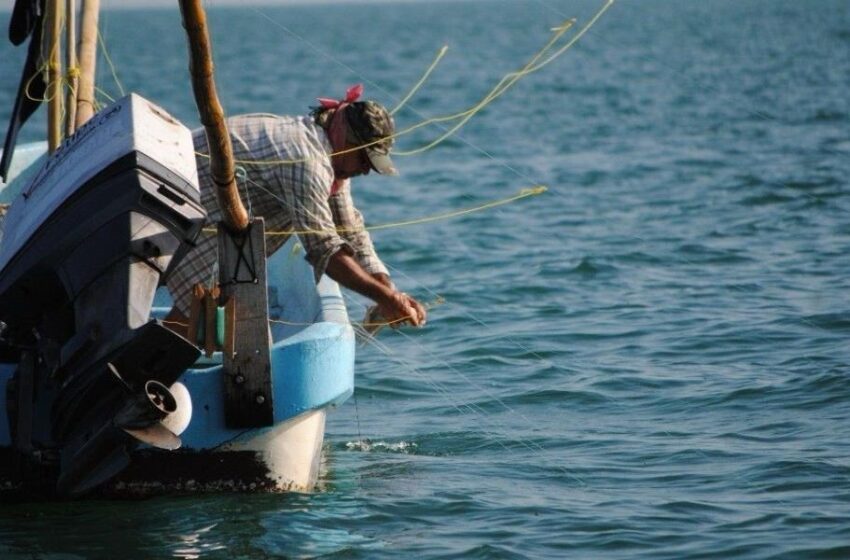  Mal Inicio de Temporada de Pesca de Pulpo, Piden Redoblar Vigilancia Contra el Furtivismo
