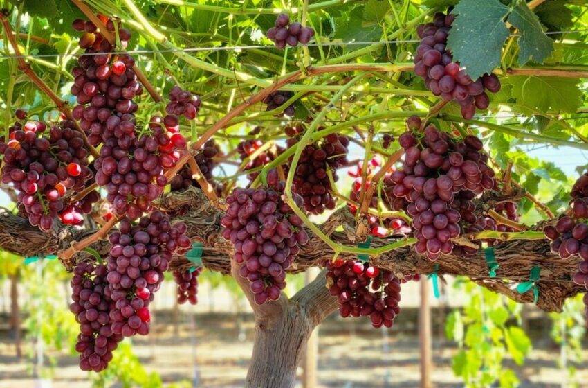  Exportadora de Uva de Mesa en Australia Recibe Millonaria Multa por Presentar …