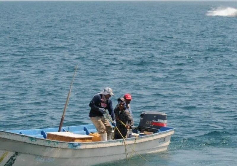  Imparable pesca furtiva de camarón ante ola de desempleo en Ahome – Meganoticias