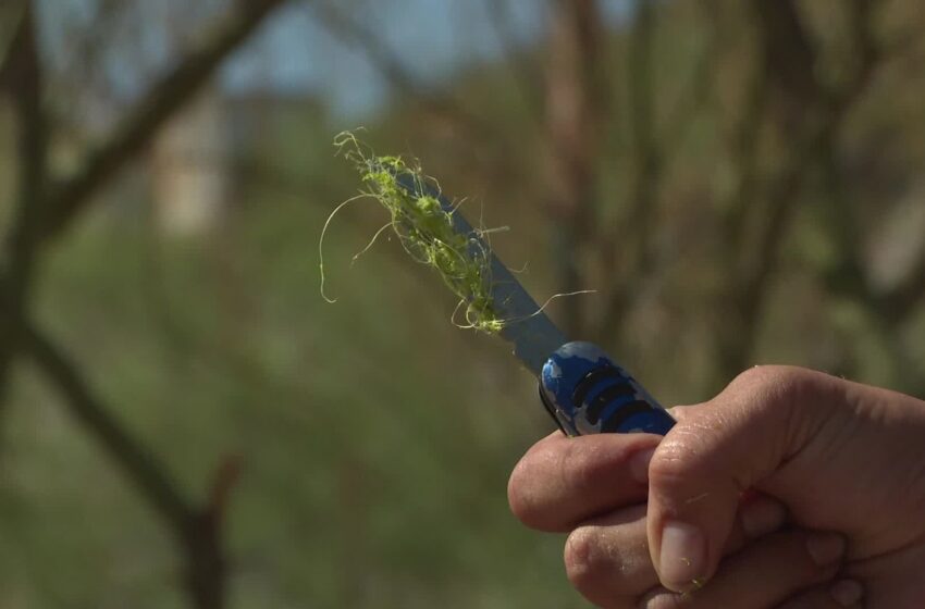 Elaboran Jabones con Restos de Agave de Bacanora en Sonora; Así es el Proceso – N+