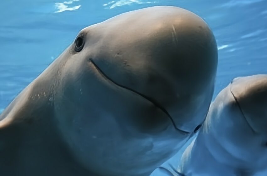 Chinos aceleran extinción de vaquita marina al comer buches de totoaba- Grupo Milenio
