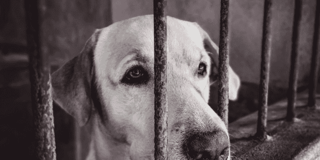  Perro es retenido en Yucatán luego de morder a tres habitantes