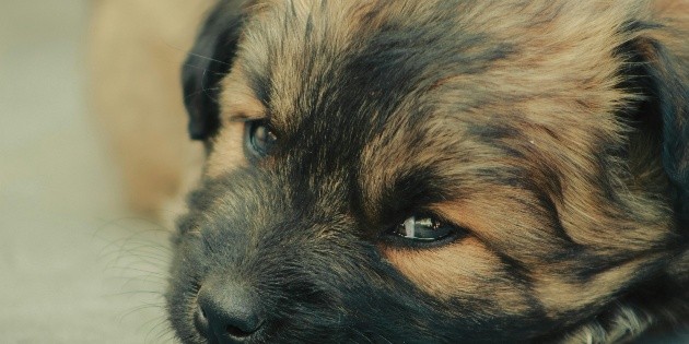 Perros y un gato mueren envenenados en Yucatán; vecinos exigen justicia y protección