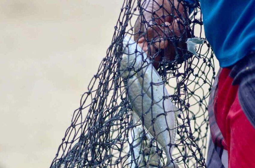Pulpo, abulón y almeja entran en veda de pesca en septiembre: ¿qué especies se salvan?