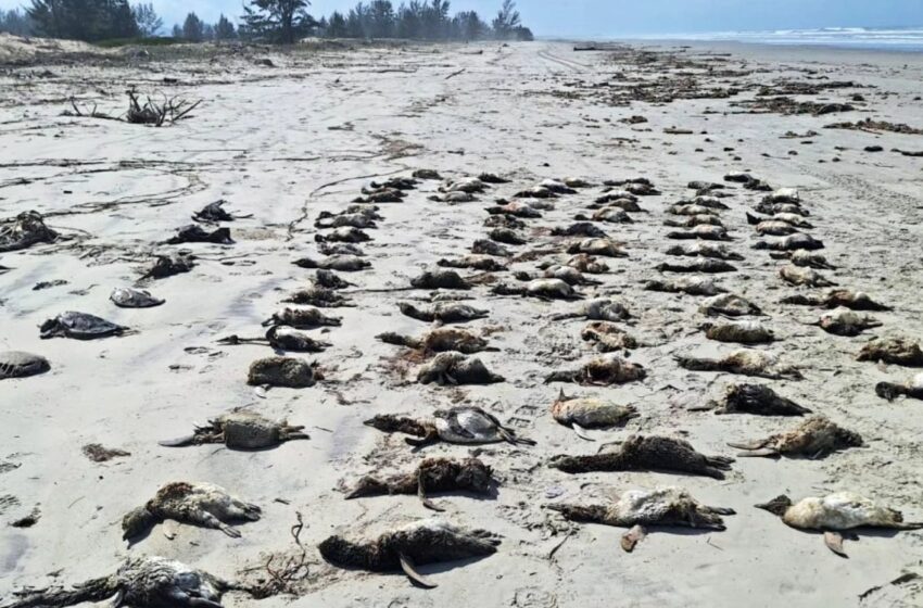 Aparecen más de 700 pingüinos muertos en playas de São Paul, Brasil – Aristegui Noticias
