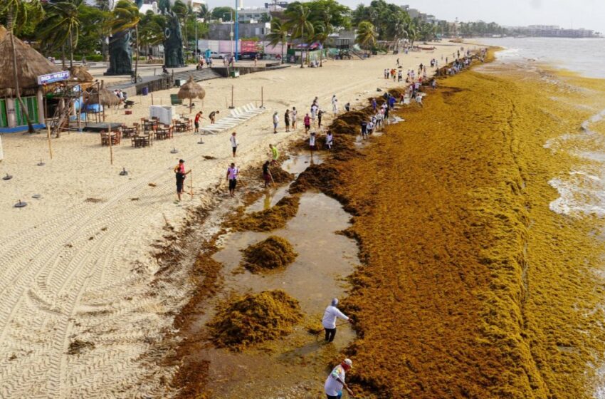 Sargazo del Caribe ahora es recurso pesquero; podrá ser recolectado en altamar – UnoTV