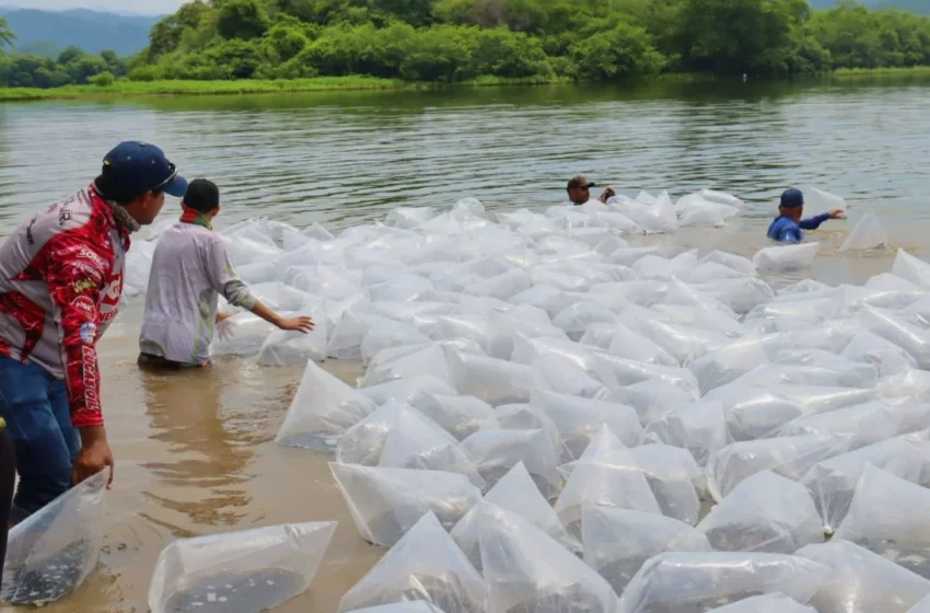 Siembran 2 millones de alevines para reforzar pesca en Michoacán – 24 Horas
