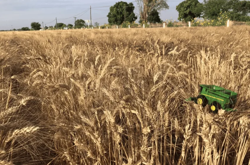  Revista Proceso destaca crisis de productores de trigo en el sur de Sonora por sequía y …