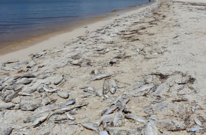  Declaran Marea Roja en la costa de Yucatán después de varios días – TV Azteca