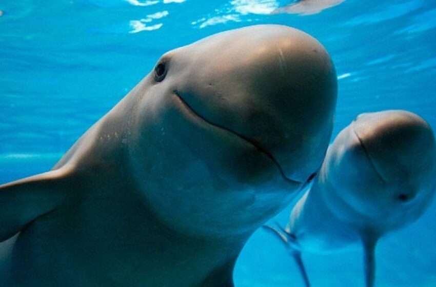  T-MEC acusa a México de incumplir medidas para salvar a la vaquita marina