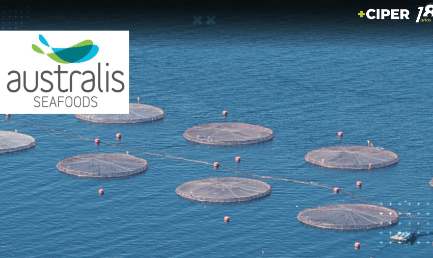 Correo de Australis revela que pretendía compensar sobreproducción de salmones …