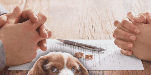 TODO sobre la reforma en materia de divorcios y mascotas en CDMX