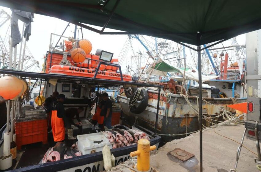 Temporada de pesca de tiburón comienza floja ante escasez en Mazatlán – Periódico Noroeste