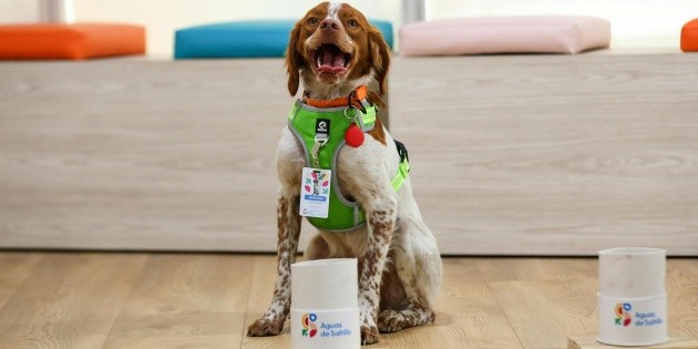  Manchas, el primer perro buscafugas de agua en México