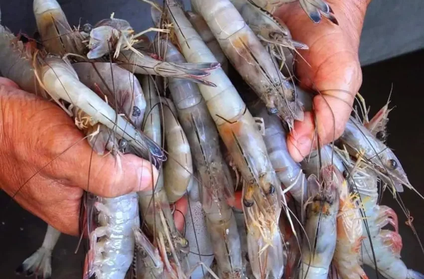 Amplía Conapesca veda de camarón en Tabasco – xeva Noticias