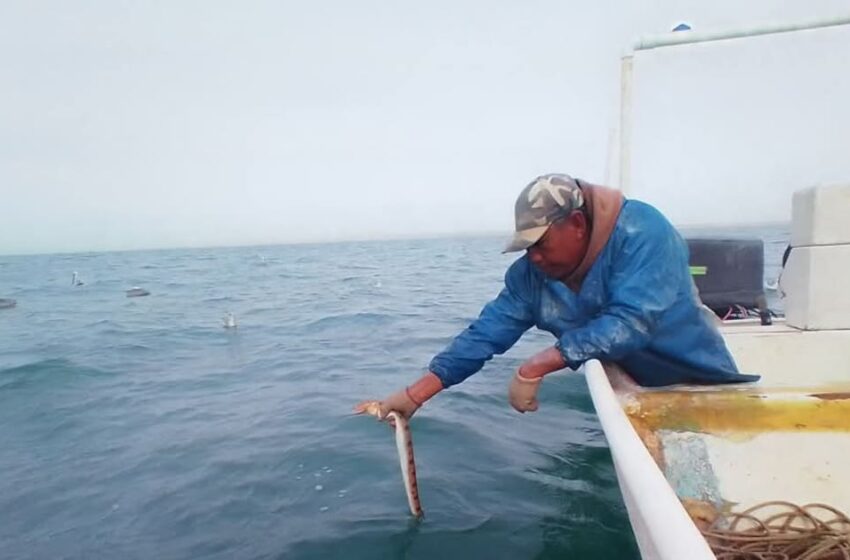  Pescadores de San Felipe denuncian afectaciones por vedas y medidas de conservación
