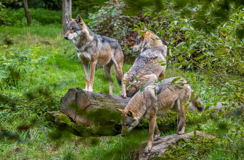  Francia prevé autorizar a todos los ganaderos a disparar a los lobos sin ataque previo para …