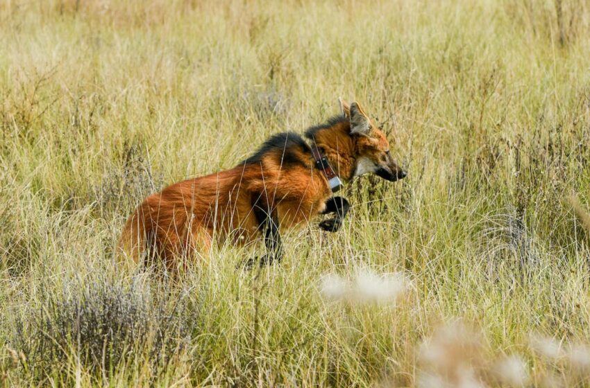  De vuelta a casa: la segunda vida de un aguará guazú, el gran zorro sudamericano