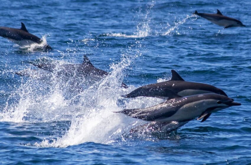 Asesinato de delfines para pesca ilegal de tiburón en Tamaulipas genera alarma entre …