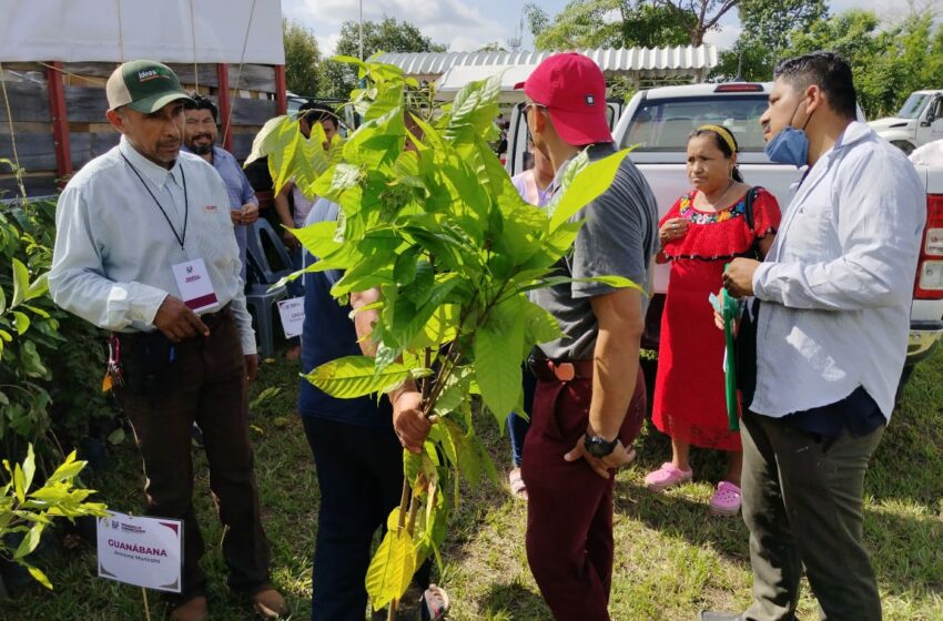35 mil árboles donados en el primer año de administración estatal – Diario de Tabasco