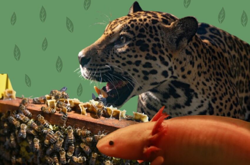  Biodiversidad en riesgo: estas son las especies más emblemáticas de México | Aristegui Noticias