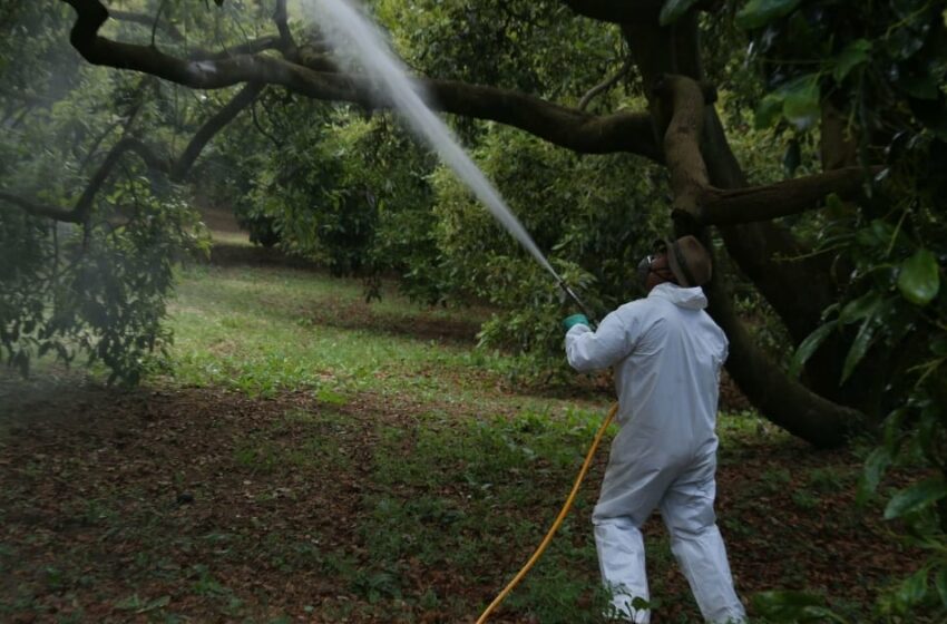 México prohíbe uso de 35 plaguicidas 'altamente peligrosos': ¿En qué alimentos son utilizados?