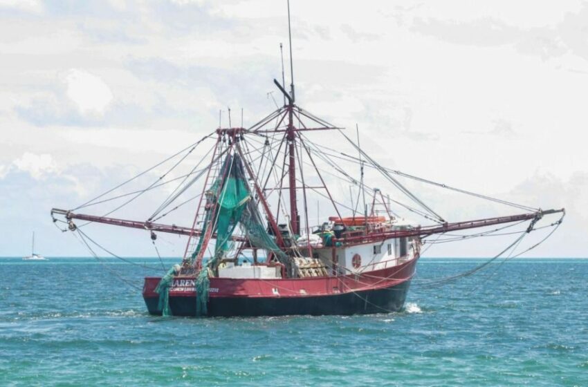  Camarón en altamar: Mazatlán zarpa con apenas 30% de su flota – Punto MX