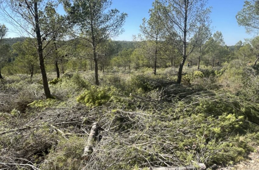  Medio Ambiente ejecuta la faja de prevención de incendios en la carretera del Xorret de Catí